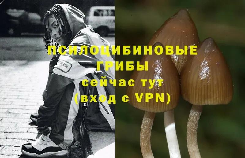 Галлюциногенные грибы Psilocybe  цена   Новое Девяткино 